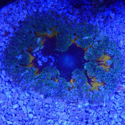 Phymanthus crucifer- Rock flower anemone