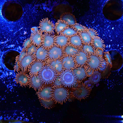 Zoanthus Ultra Mix