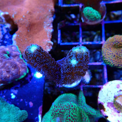 Stylophora pistillata