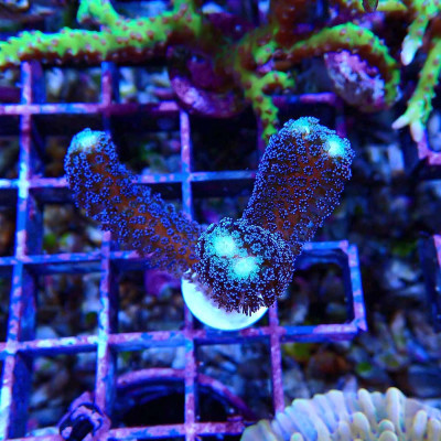 Stylophora pistillata Milka