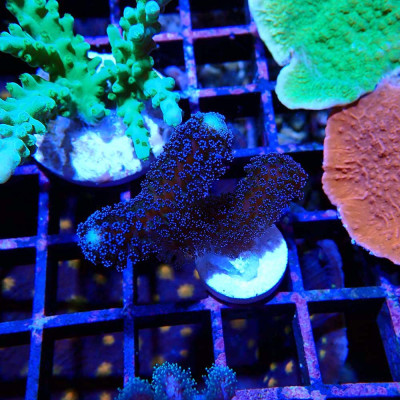 Stylophora pistillata Milka