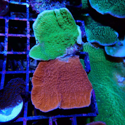 Montipora foliosa