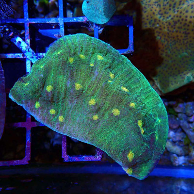 Echinophyllia Space Invader sp.