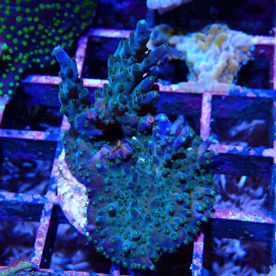 Acropora sp. im WYSIWYG