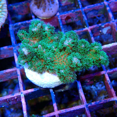 Pocillopora damicornis