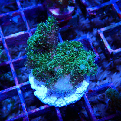 Pocillopora damicornis rosa grüne Polypen zum kleinen Preis bei Recif'All