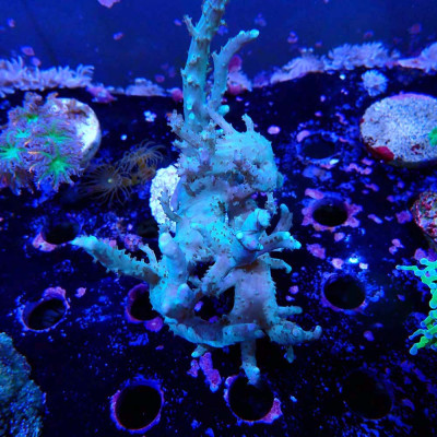 Sinularia Palau Green Fluo