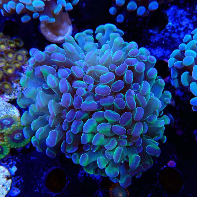 Euphyllia paraancora