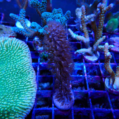 Plexaurella sp.