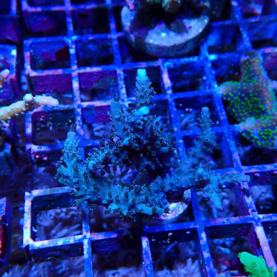 Acropora sp. in WYSIWYG