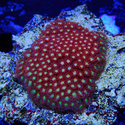 Bernardpora sp. Corail ein WYSIWYG