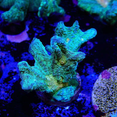 Pectinia JF Space Invaders
