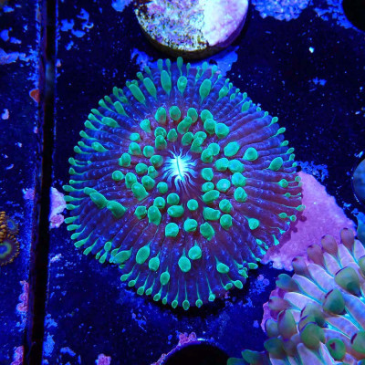 Cycloseris Fluo Grün Polypen / Violett