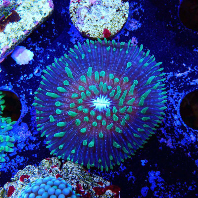 Cycloseris Fluo Green Polyps / Purple