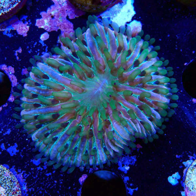 Fungia Rainbow