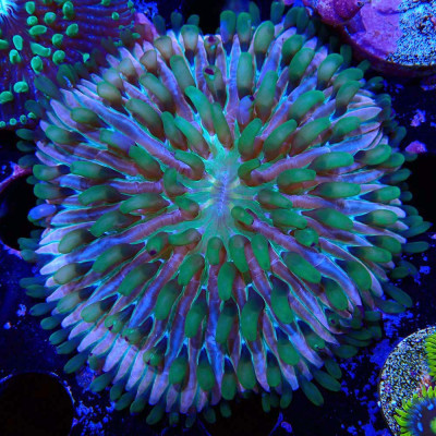 Fungia Rainbow- WYSIWYG
