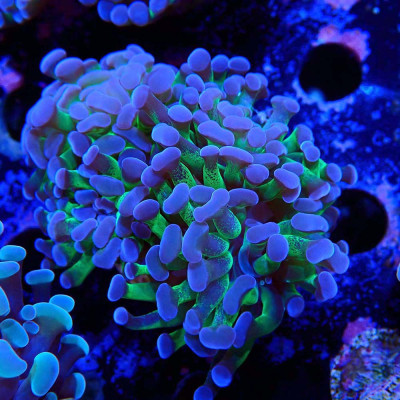 Euphyllia- Coraux d'élevage en WYSIWYG