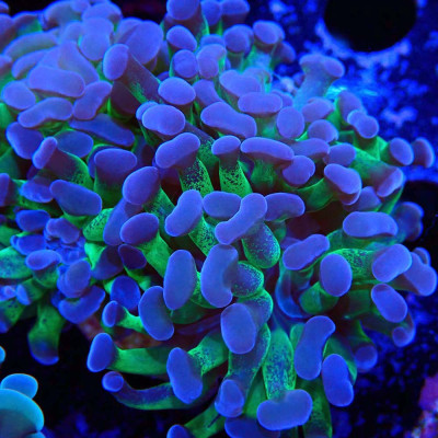Euphyllia- Coraux d'élevage en WYSIWYG