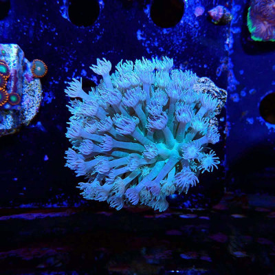 Goniopora