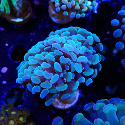 Euphyllia-Ankerkoralle in WYSIWYG