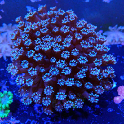 Alveopora sp. Recif'All