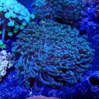 Alveopora sp. ein WYSIWYG