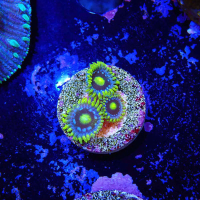 Zoanthus Ultra Blueberry pie