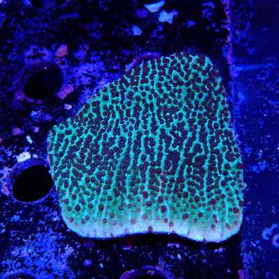 Montipora sp.