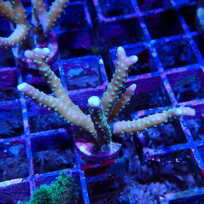 Anacropora RRC Tropicana