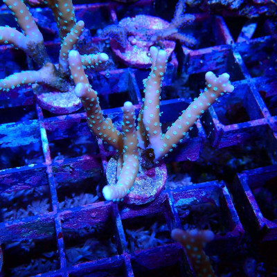 Anacropora RRC Tropicana