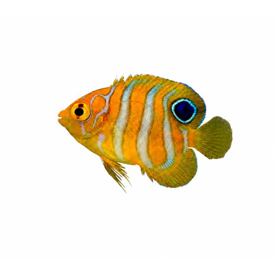Pygoplites diacanthus - Nachzucht