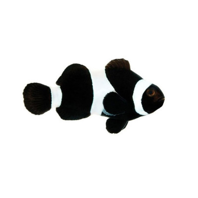 Amphiprion ocellaris Black - Nachzucht