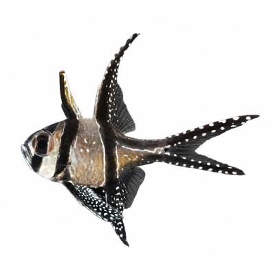 Pterapogon kauderni - Elevage