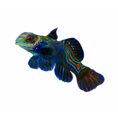 Pterosynchiropus splendidus – Poisson-mandarin