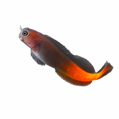 Ecsenius bicolor – Zweifarbige Schleimfisch