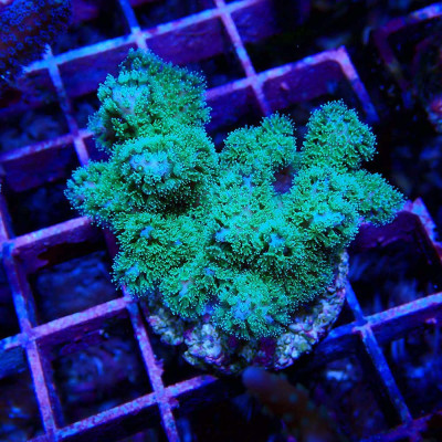 Pocillopora damicornis rosa grüne Polypen zum kleinen Preis bei Recif'All