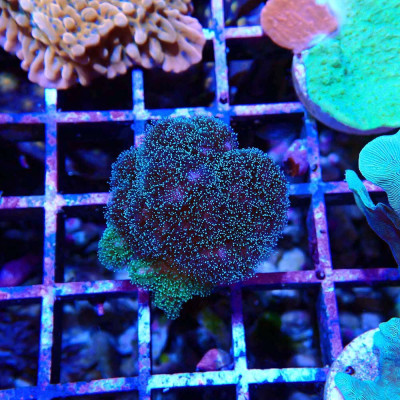 Pocillopora damicornis