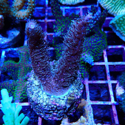 Acropora sp.- Corail en VPC