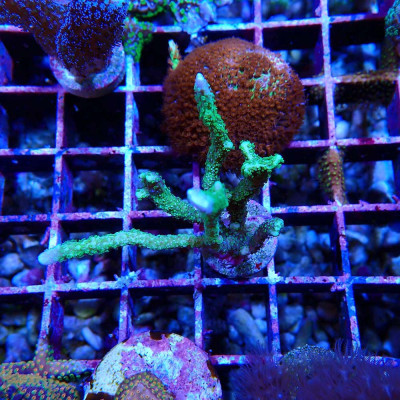Montipora hirsuta