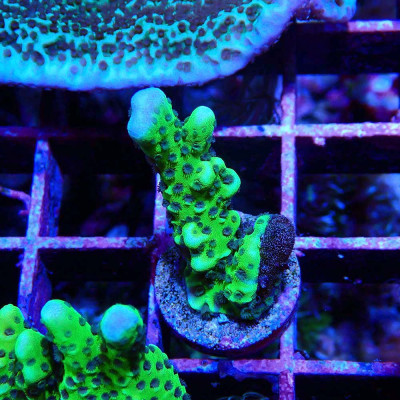 Montipora digitata CB Incredible Hulk
