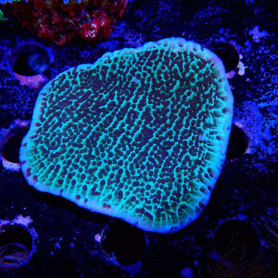 Montipora sp.