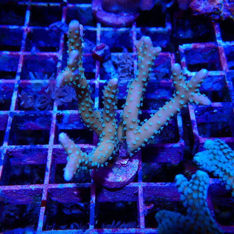 Anacropora RRC Tropicana