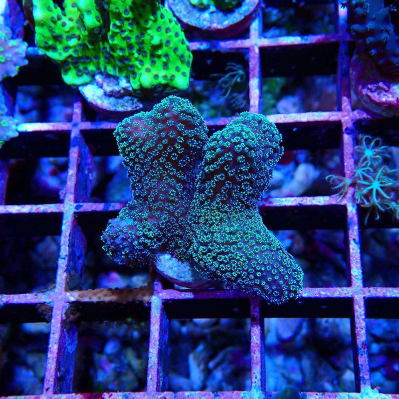 Stylophora pistillata