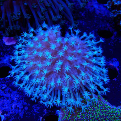 Sarcophyton Yellow sp.