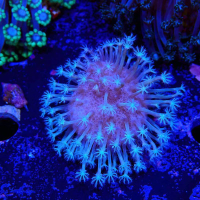 Sarcophyton Yellow sp.