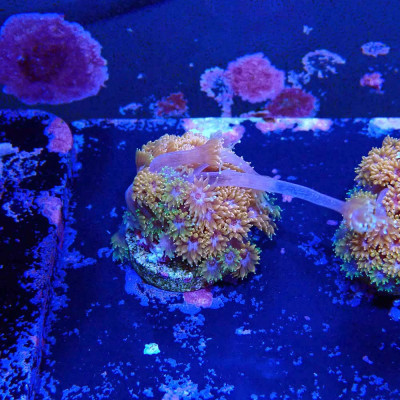 Bernardpora sp.