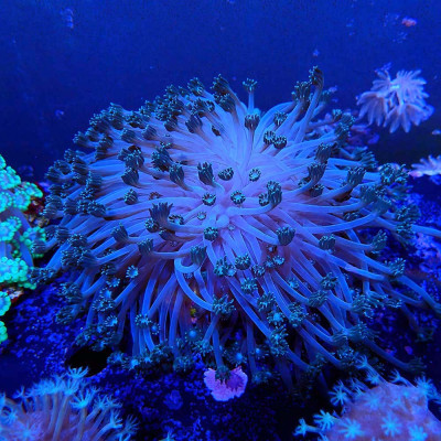 Alveopora sp.