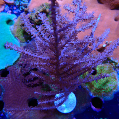 Pinnigorgia sp.- Gorgone