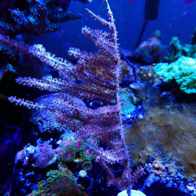 Pinnigorgia sp.