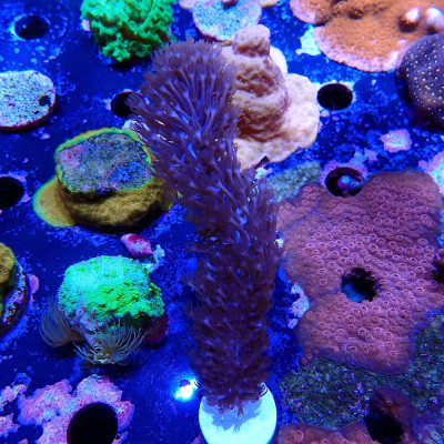 Plexaurella sp.